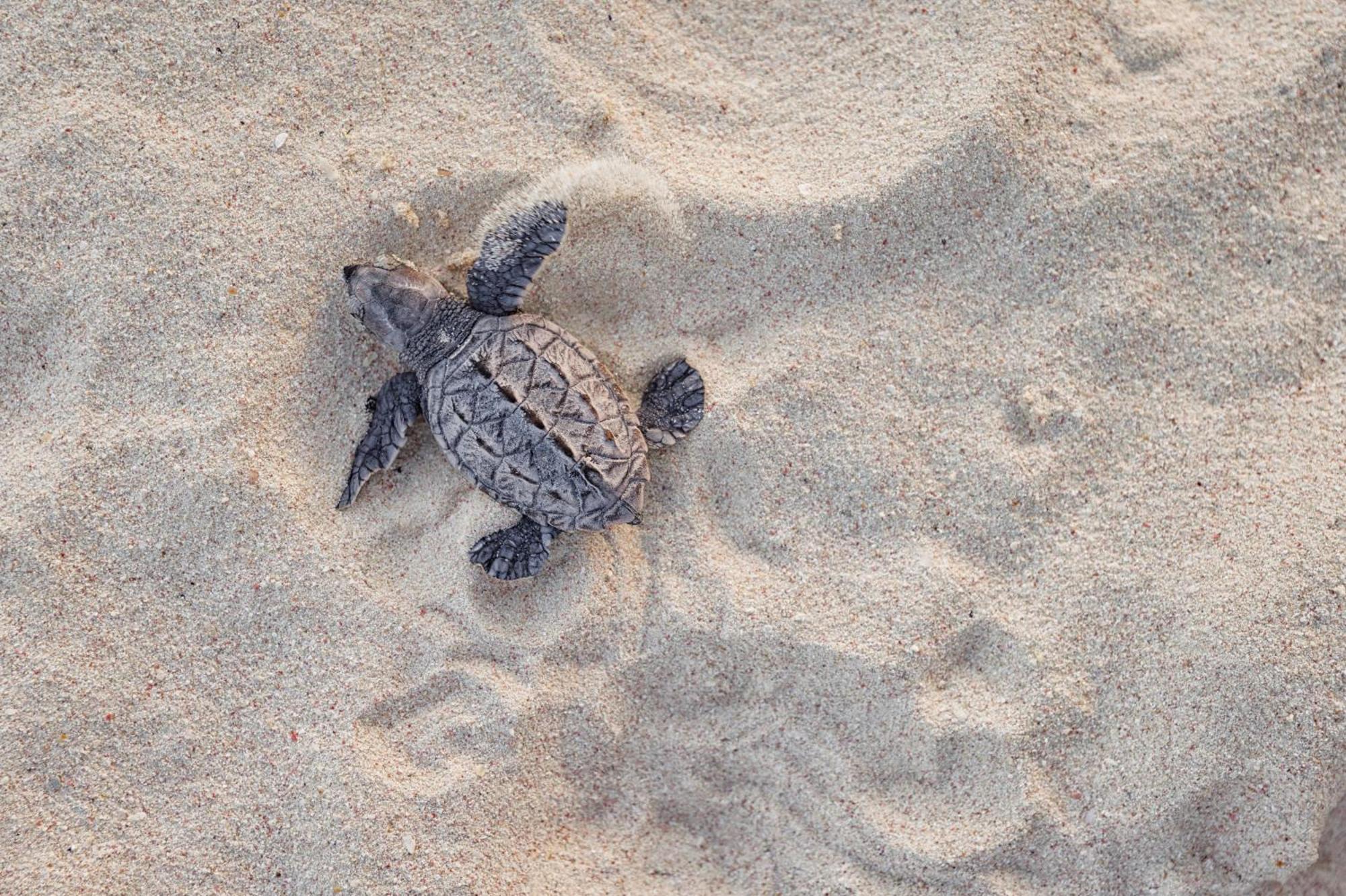 Sandals Royal Barbados All Inclusive - Couples Only (Adults Only) Oistins Exteriör bild